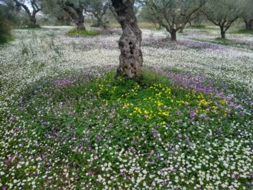 Olive Grove Fertilization